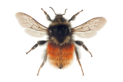 Lær å redde humla!