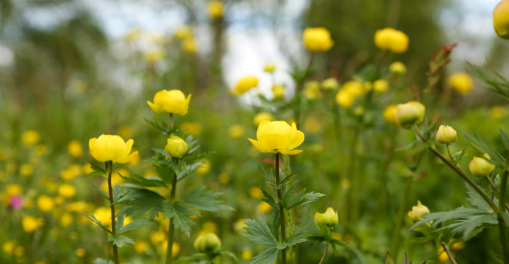 Besøk oss i sommer!